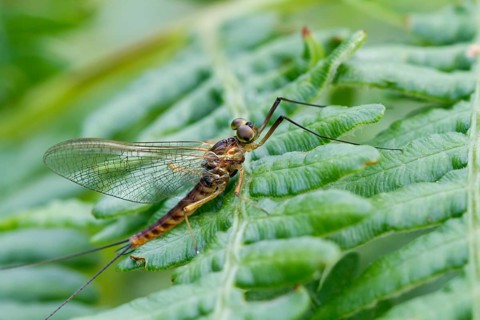 Mayfly (Ephemeridae)