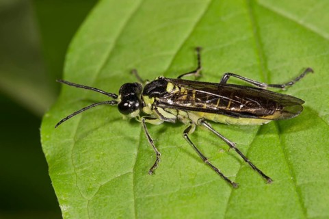 Sawfly species (Rhogogaster viridis)