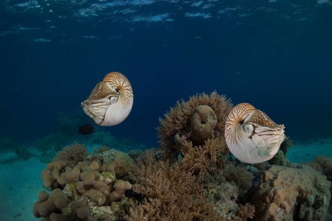 Palau Nautiluses (Nautilus belauensis)
