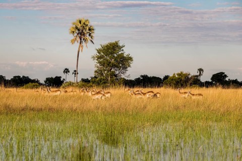 Impalas (Aepyceros melampus)