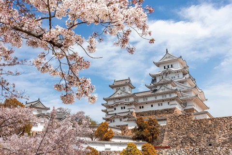 Blossoming cherry trees