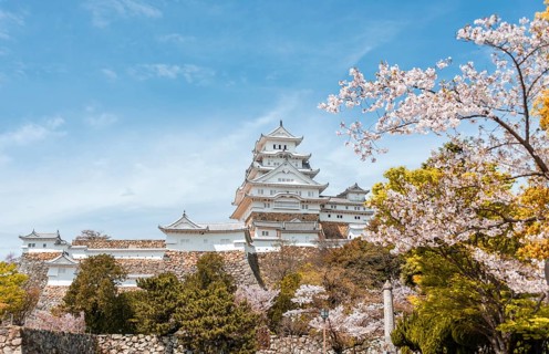 Blossoming cherry trees