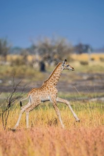Angolan Giraffe (Giraffa camelopardalis angolensis)