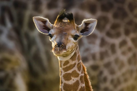 Angolan Giraffe (Giraffa camelopardalis angolensis)