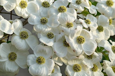 Pacific Dogwood (Cornus nuttallii)