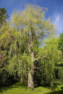 Weeping willow tree (Salix sp.) at springtime