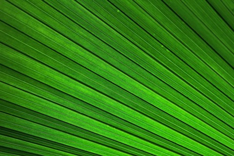 Palm frond