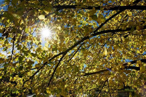 Large-leaved Linden (Tilia platyphyllos) in autumn