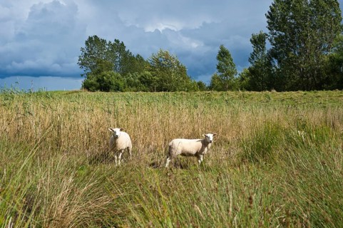 Sheep in the salt marsh nature reserve