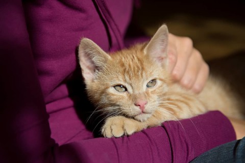 Young ginger tabby domestic cat