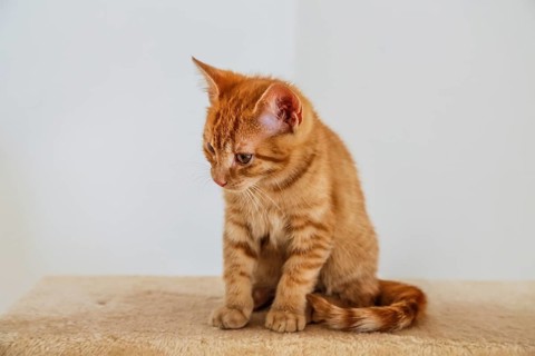 Young ginger tabby domestic cat