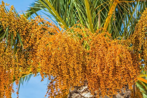 Date palm (Phoenix sp.)