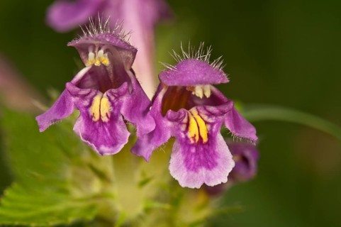 Downy hemp-nettle (Galeopsis pubescens)