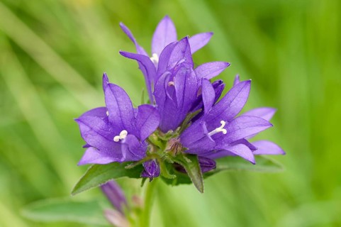 Clustered Bellflower or Dane's Blood (Campanula glomerata)