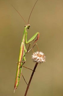 European mantis (Mantis religiosa)