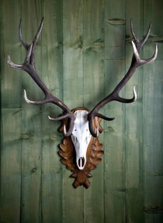 Hunting trophy