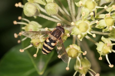 Hoverfly (Syrphus ribesii)