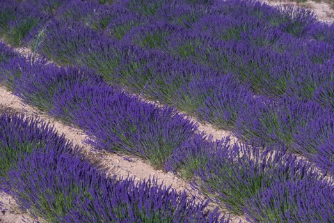 Lavender field