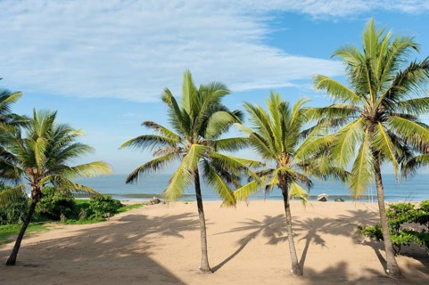 Beach with palm trees