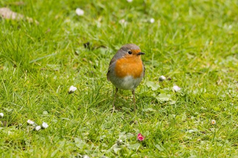 Robin (Erithacus rubecula)