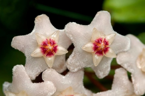 Closeup of a flower umbel of a Wax Plant (Hoya carnosa)