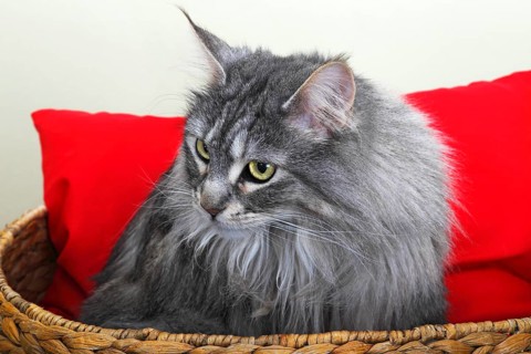 Maine Coon cat in a basket with a red cushion