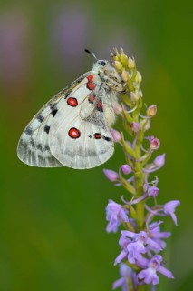 Apollo Butterfly (Parnassius apollo) on a Short-spurred Fragrant Orchid (Gymnadenia odoratissima)