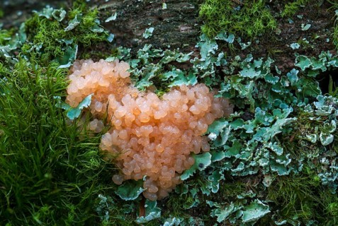 Red Raspberry Slime (Tubifera ferruginosa)