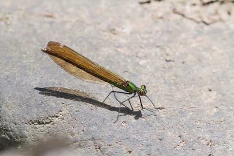 Demoiselle (Calopteryx virgo)