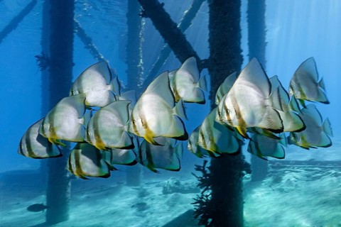 School of Teira Batfish (Platax teira) under jetty