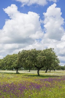 Evergreen oak (Quercus ilex) and flower meadow