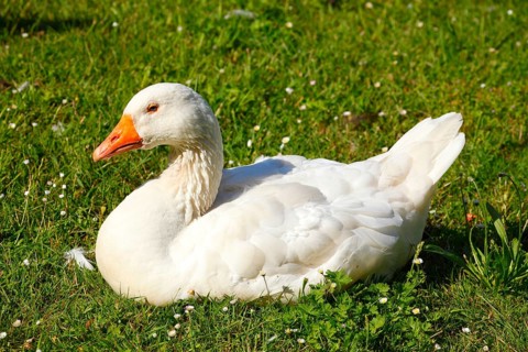 White House Goose (Anser anser domesticus) sitting in a meadow