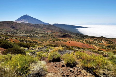 Flowering flixweed (Descurainia bourgaeana) in volcanic landscape