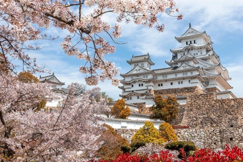 Blossoming cherry trees