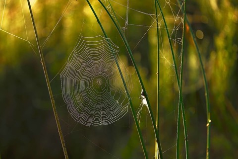 Cycle net of a spider between stalks with morning dew