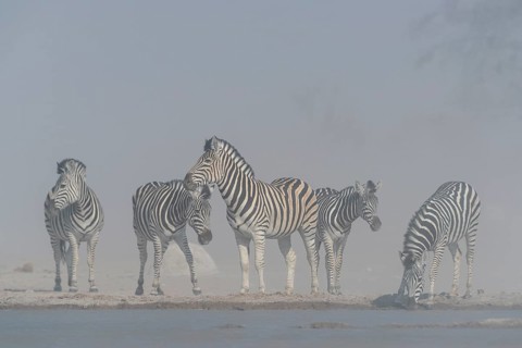Burchell's Zebras (Equus quagga burchelli)