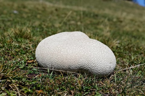 Mosaic Puffball (Lycoperdon utriforme) on a pasture