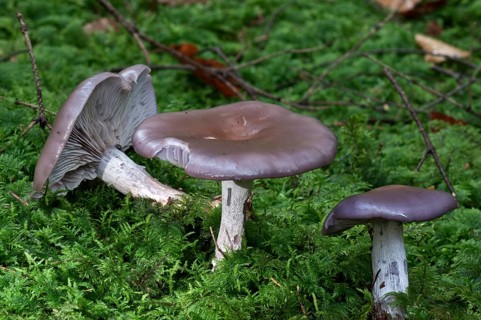 Wood blewit (Lepista nuda)