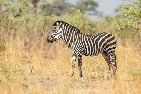 Plains Zebra (Equus quagga)