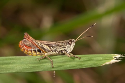 Rufous Grasshopper (Gomphocerus rufus)