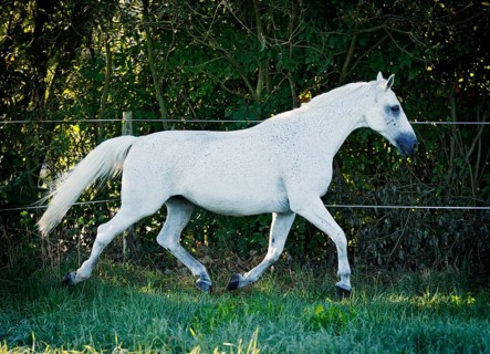 Grey Thuringian Warmblood mare trotting across a paddock