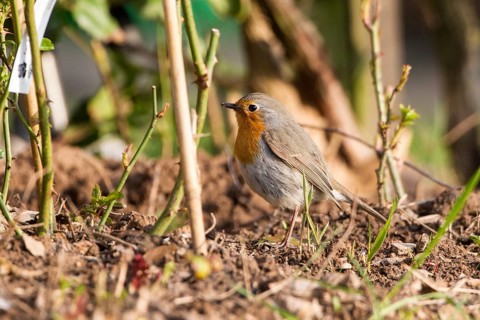Robin (Erithacus rubecula)