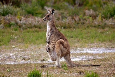 Eastern Grey Kangaroo (Macropus giganteus) female with joey looking out of pouch