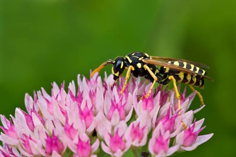European Paper Wasp (Polistes dominulus)