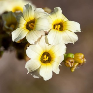 Pale Yellow-eyed Grass or Satin Flower (Sisyrinchium striatum)