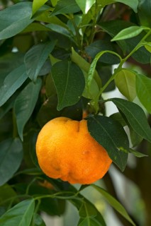 Ripe Bitter oranges (Citrus aurantium) on branch