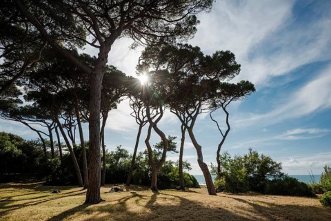 Stone Pines (Pinus pinea)
