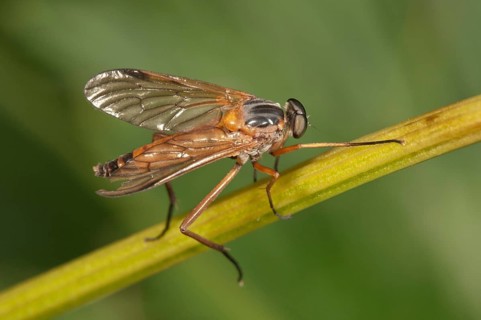 Downlooker Snipefly (Rhagio scolopaceus)