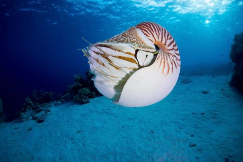 Nautilus (Nautilus belauensis)