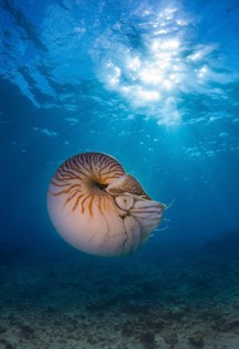 Nautilus (Nautilus belauensis)